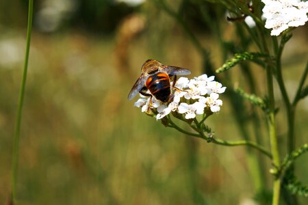Insect blossom bloom