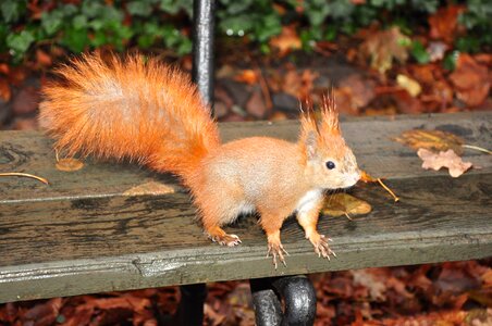 Autumn kita tail