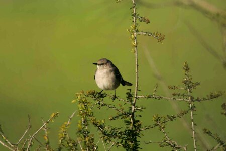 Bird black gnatcatcher