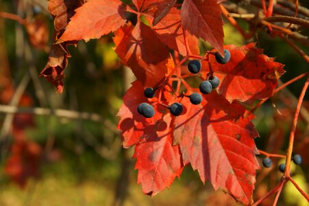 Autumn Season beautiful photo fruit