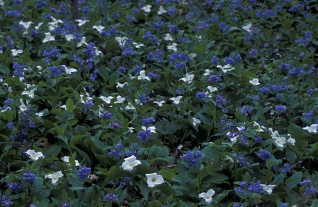 Flowers trillium white