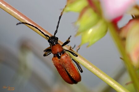 Bug close up nature photo