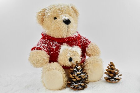 Conifers decoration snow