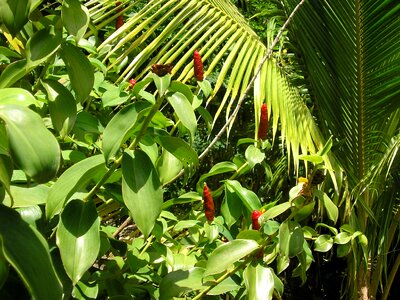 Greenery tobago scenery