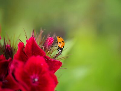 Animal arthropod beautiful flowers