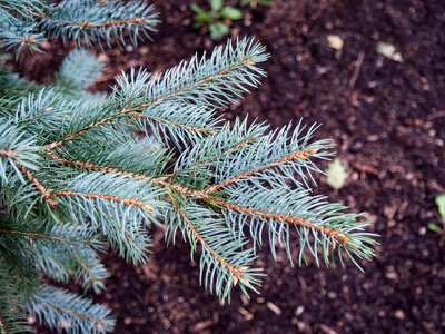 Pine Leaf Bush photo