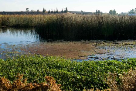 Aquatic perspective vegetation