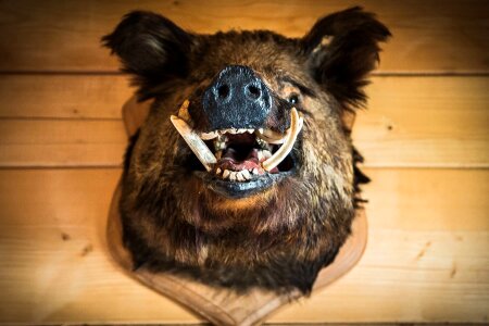 Animal boar decoration photo