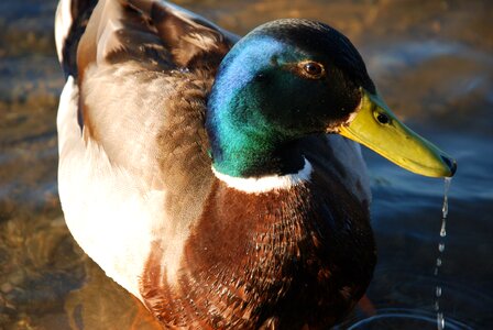 Bird avian waterbird photo