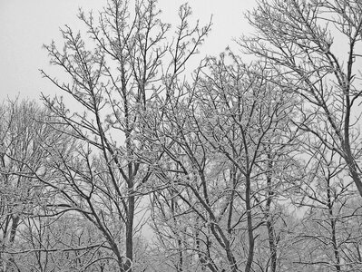 Trees snow christmas photo