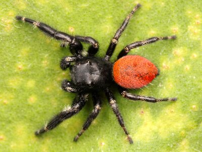 Close hairy web spider