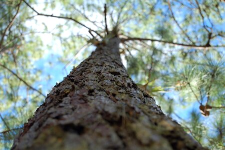Landscape tree wild nature