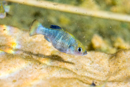 Ash Meadows Amargosa pupfish-1