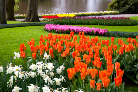 Flowers In Keukenhof photo