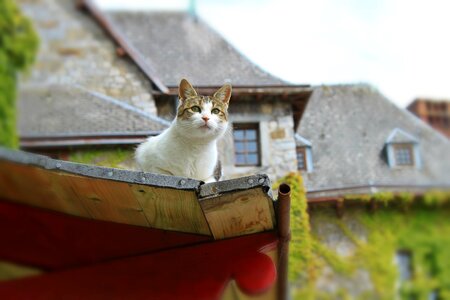 Curious domestic cat attention photo