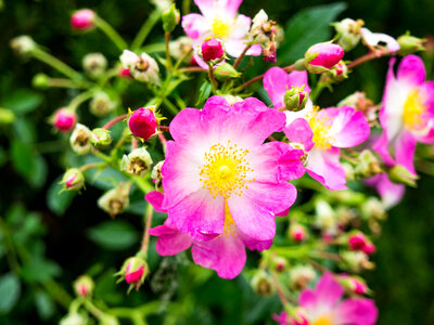 Pink and Yellow Flowers photo