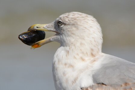 Mussel animal bird photo