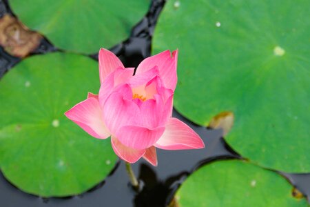 Aquatic beautiful beautiful flowers