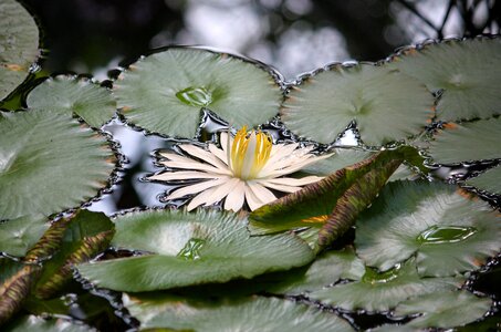 Water lilies water lake