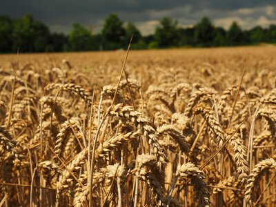 Grain field wheat field