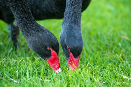 Black australia grazing