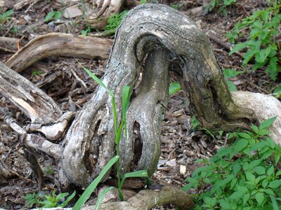 Curves stick grass