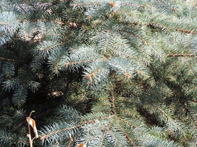 Branches spruce conifer photo