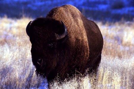 American bison bull - buffalo photo