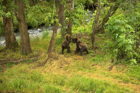 Bear brown brown bear