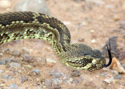 Rattlesnake with tongue stuck out photo