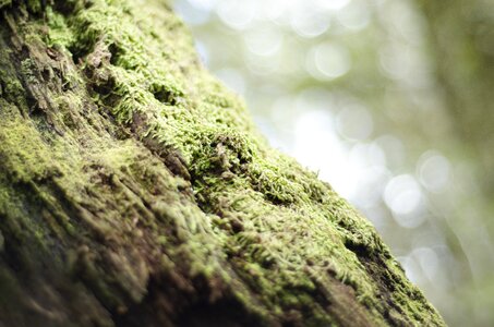 Wild lichen photo