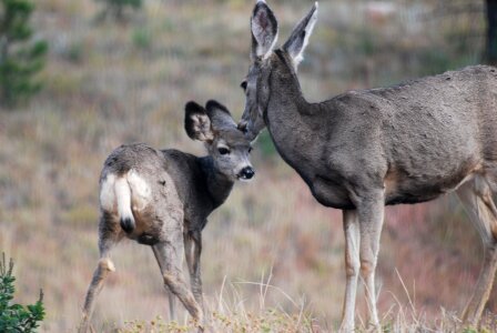 Mule Deer and young