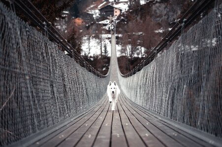 Animal bridge canine