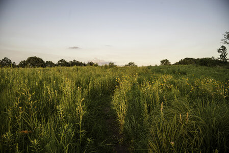 Detailed grass hiking corridor at Cross Plains State Park