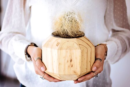 Blossom flora flower