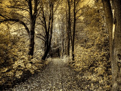 Tree nature seasons