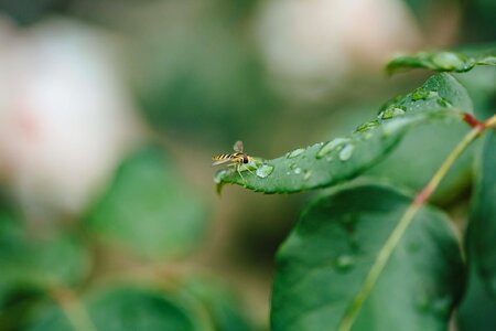 Dew green leaves outdoor