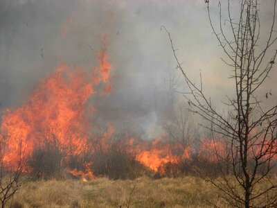 Burn forest grass plants photo