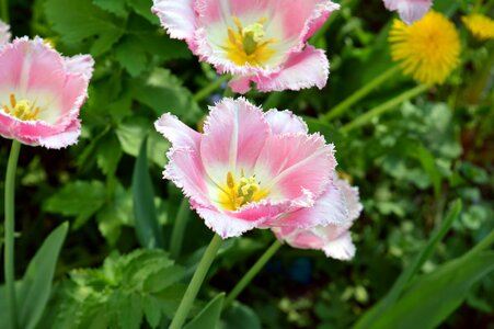 Beautiful Flowers biology bloom