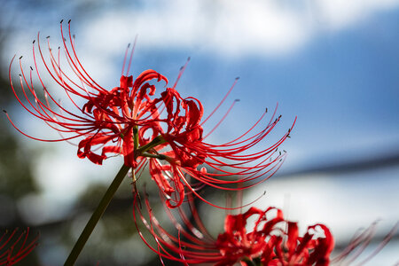33 Lycoris radiata