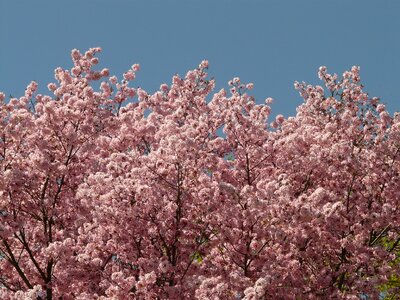 Tree japanese cherry japanese flowering cherry photo