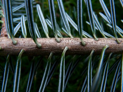 Silver fir white fir abies photo