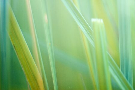 Macro background desktop