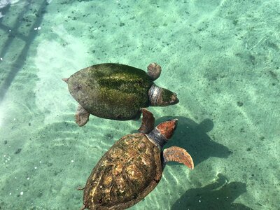 Sea Turtle nature water photo