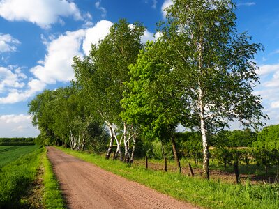 Landscape view tree photo