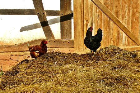 Agriculture poultry country life photo