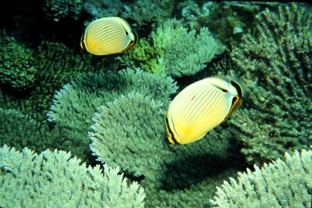 Butterfly butterfly fish feed photo