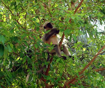 Wildlife wild sitting photo