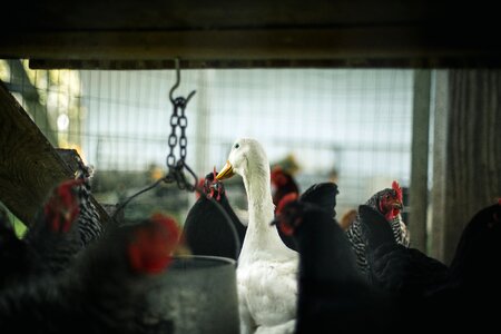 Poultry goose poultry farming photo