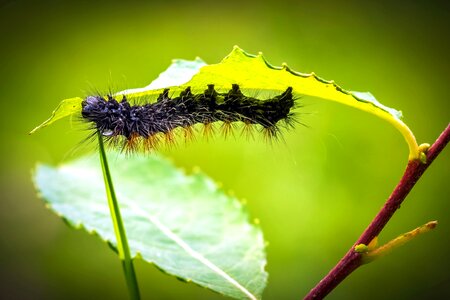 Beautiful Photo insect larva